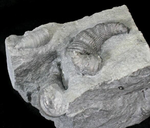 Horn Coral, Devonian Aged From New York #23284